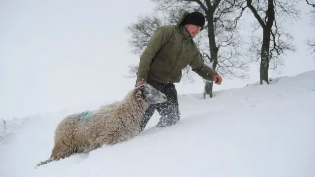 Человек с овцой в глубоком снегу