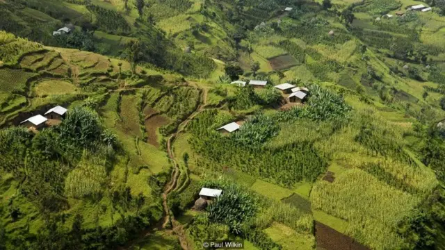 इथियोपिया में उगता है एक ख़ास पौधा