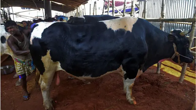 হাটে বিক্রির জন্য নিয়ে আসা গরুর যত্ন নিচ্ছেন এক ব্যক্তি