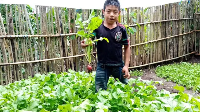 Niño en una huerta