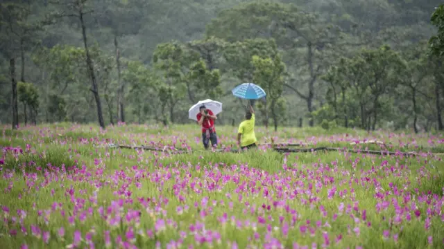 ทุ่งดอกกระเจียว จ.ชัยภูมิ