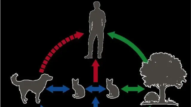 วัฏจักรการแพร่กระจายของเชื้อราสปอโรทริกซ์ บราซิเลียนสิส เกี่ยวข้องกับการสัมผัสกันระหว่างพืช แมว หนู สุนัข และคน