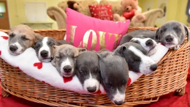 वैलेंटाइंस डे