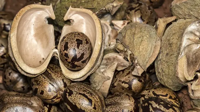 semillas de Hevea brasiliensis