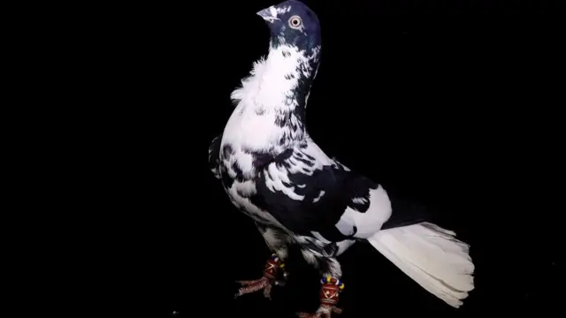 कबूतर कारा अलाचा