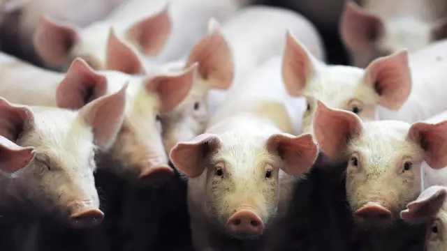 वराहपालन