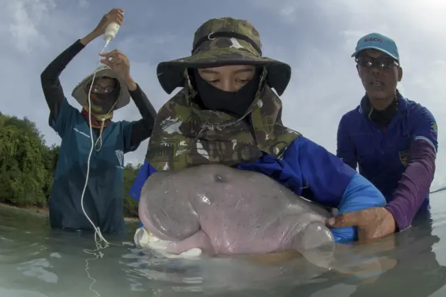 เจ้าหน้าที่กำลังป้อนนมให้กับลูกพะยูน