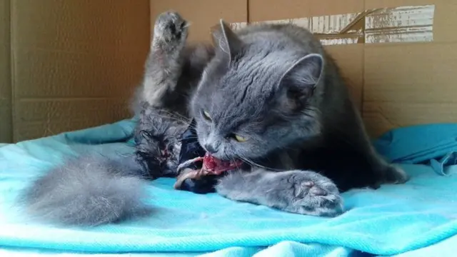 Una gata dando a luz