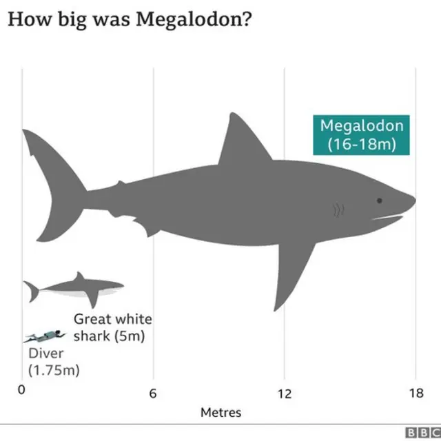 மெகலடான் சுறா