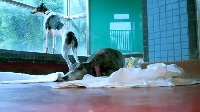 寄居澳門保護動物協會路環收容所的逸園格力犬（BBC中文圖片22/6/2018）