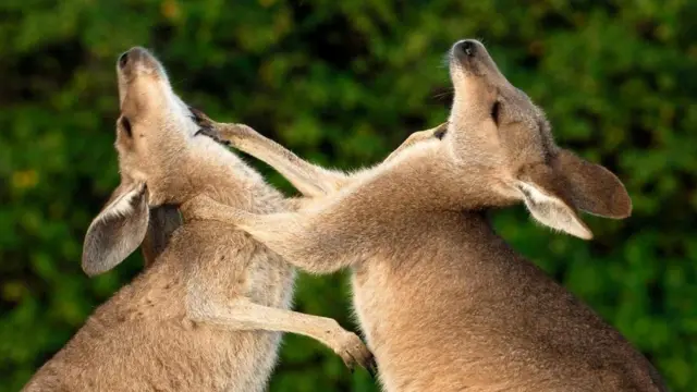 Східні сірі кенгуру