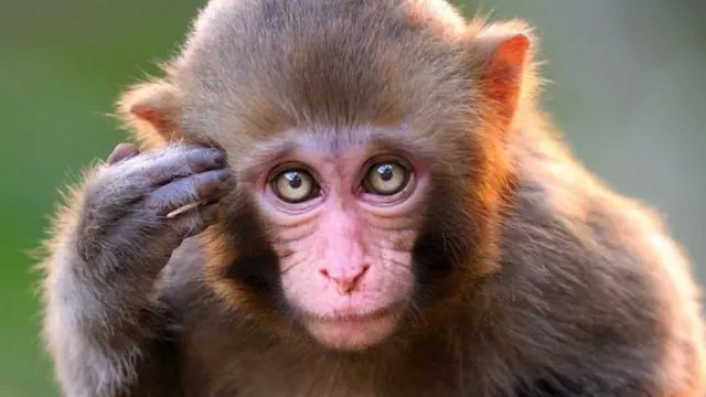 Monkey pox dey linked to monkeys