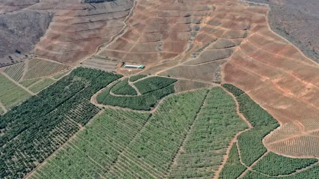 El paisaje de la comuna está lleno de contrastes: la tierra marrón y seca que rodea al verde de los cultivos de aguacate.