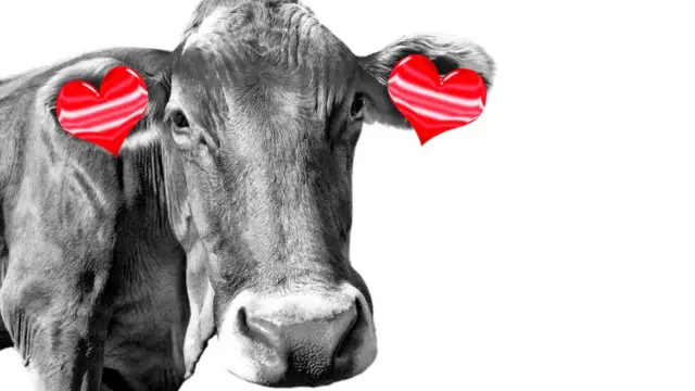 Vaca con pendientes de corazón.