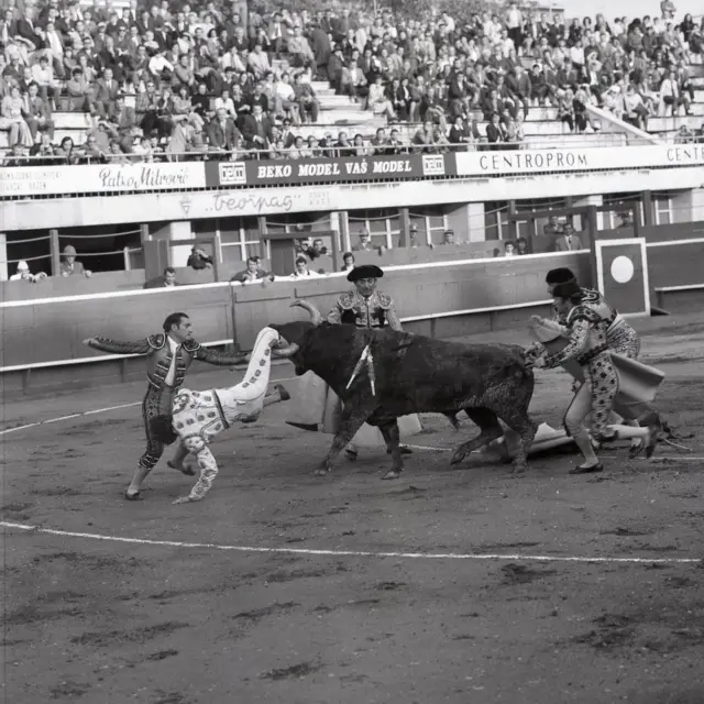 Београдска корида и Луис Мигуел Домингин