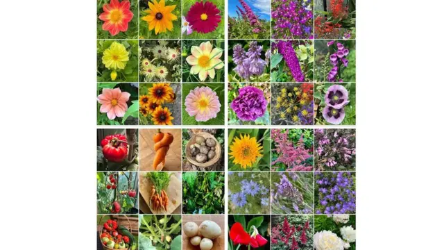 نباتات وزهور