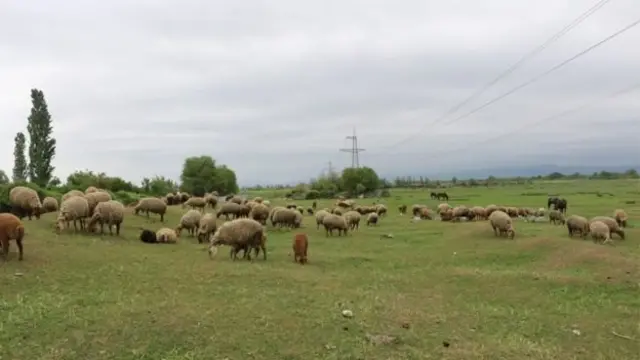 heyvan qoyun mal-qara qarayara