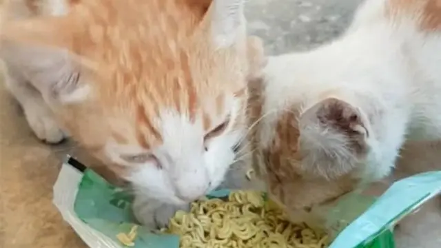 شام، کفرنبل، بلیاں