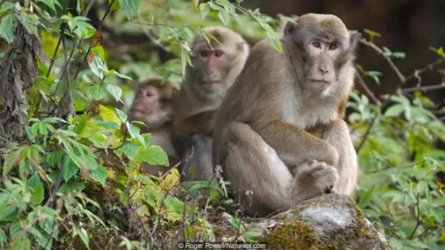 Monyet rhesus tak bisa memahami nada.