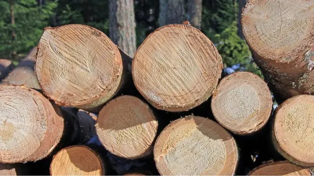 सीएलटी, लकड़ी की इमारतें