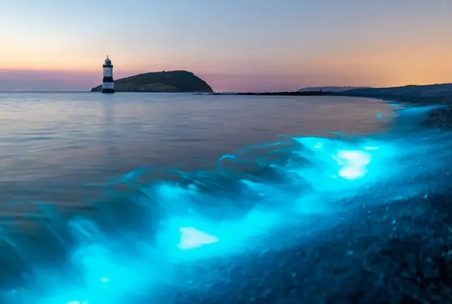makhluk air, laut, plankton Bioluminescent di Penmon, Wales