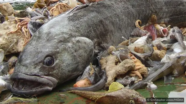 टूथफ़िश