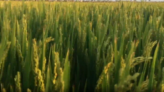 تستهك زراعة الأرز في الصين كميات هائلة من المياه