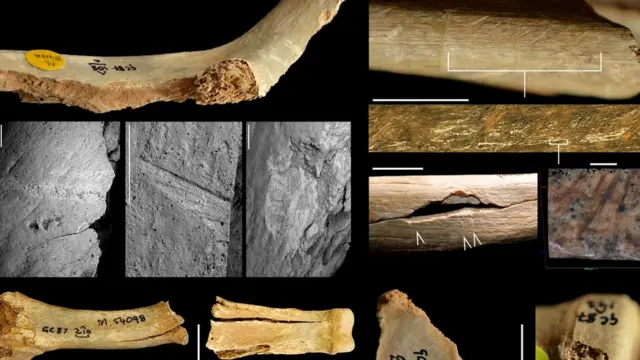 Кости тщательно изучили, чтобы провести различия между надрезами и следами человеческих зубов