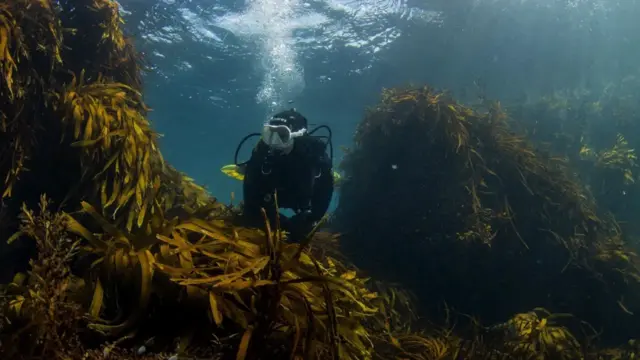Članovi Velingtonskog podvodnog kluba uživaju u morskom životu u Morskom rezervatu Taputarenga