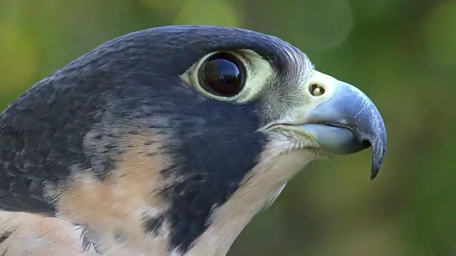 Falcão peregrino