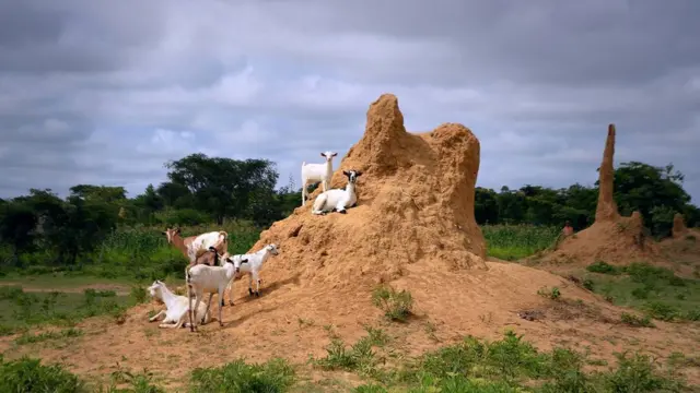 ኣጣል ኣብ ኩምሪ ፍልሖ