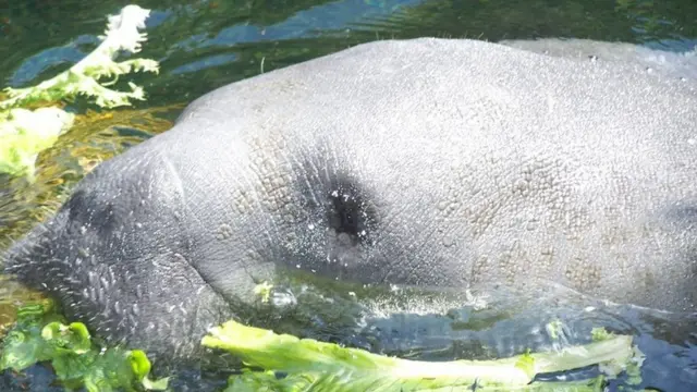 名叫Teco 2的一头十几岁的雄海牛也是数据收集的对象。不幸的是，他在2013被船只严重致伤而亡，被发现时仍有海草在嘴里。船只对海牛来说是一个严重威胁，2017年有107头海牛死于船只事故。