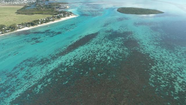 "若潮"货轮触礁地点附近水域，部分珊瑚礁被溢油污染