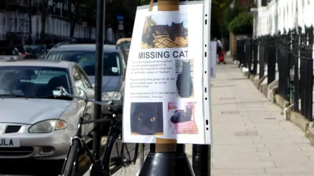 Объявления о пропаже кошек - не редкость на улицах Лондона