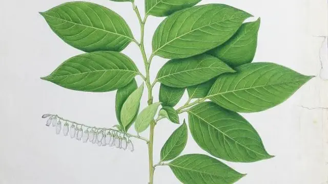 अङ्गेरी