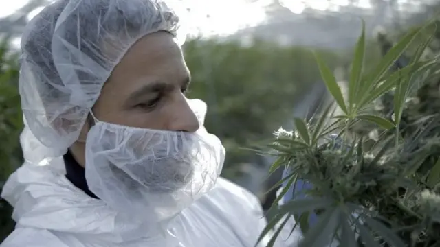 ગાંજાની પ્રતીકાત્મક તસવીર