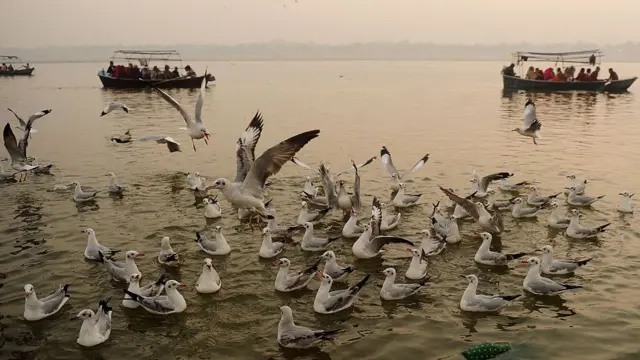 गंगा नदी