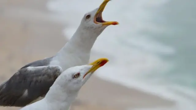 طيور النورس