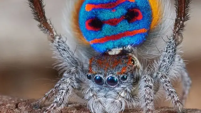 विषारी पिकॉक स्पायडर