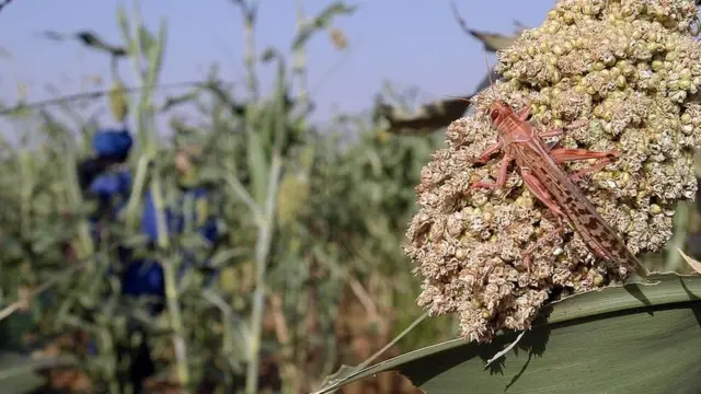 ኣብ ምሸላ ዝዓለበ ኣንበጣ