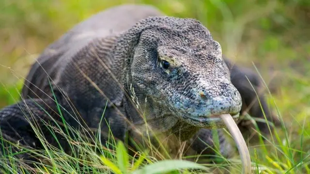 कोमोडो ड्रैगन