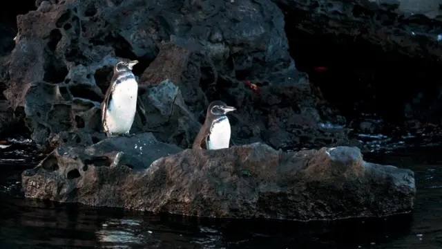 加拉帕戈斯企鵝