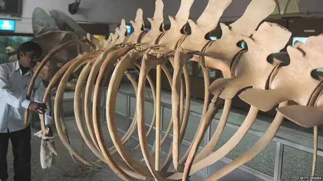 વલસાડના લેડી વિલ્સન મ્યૂઝિયમ ખાતે બ્લૂ વ્હેલનું હાડપિંજર