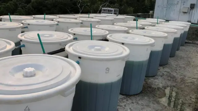 এই ধরণের সাদা ড্রামে আধুনিক পদ্ধতির চাষ হচ্ছে