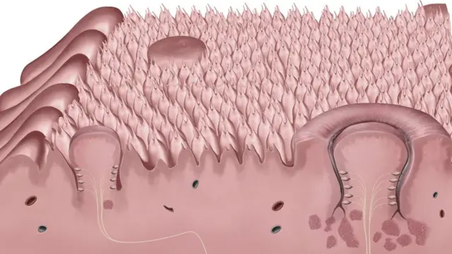 Рецептори на язику