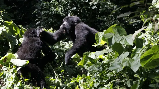 Ingagi muri 'Bwindi Impenetrable National Park' mu 2013