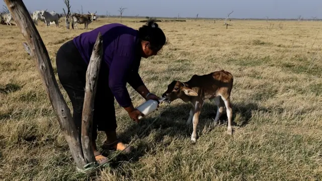 प्राग्वे में पिक्लोमेयो नदी के आस-पास पड़ा सूखा