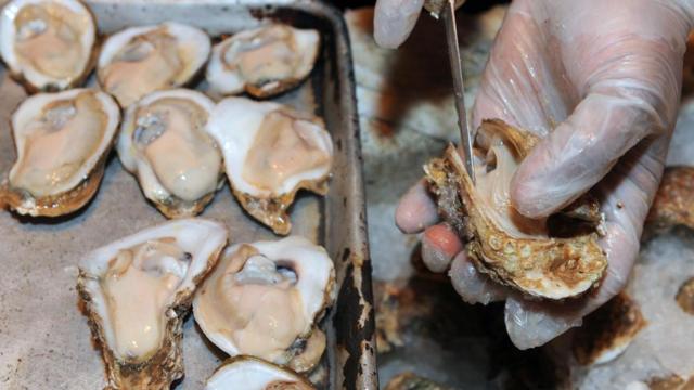 牡蛎在另一家参与项目的餐馆"波旁屋"（Bourbon House）被剥壳；到目前为止，回收项目已经收集了330万公斤的牡蛎壳。