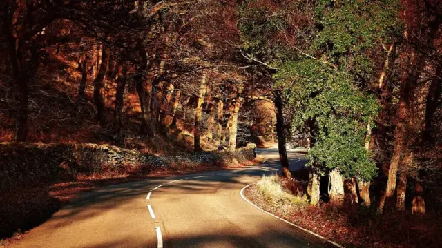 Bosque con árboles de hojas naranjas.