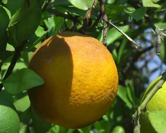 బత్తాయిలు చెట్ల మీదే మెత్తగా పండి రాలిపోతున్నాయి